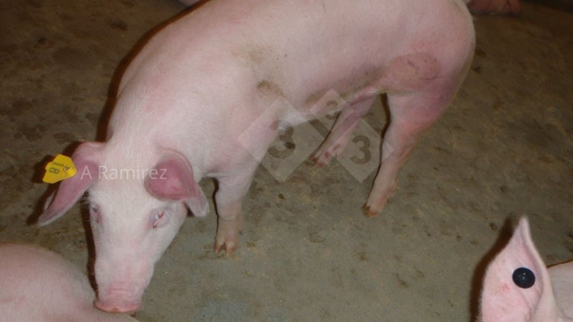 Foto 1: Porco com as orelhas e o abdómen abdomén vermelhos (hiper&eacute;micos) que sugerem doença sist&eacute;mica.
